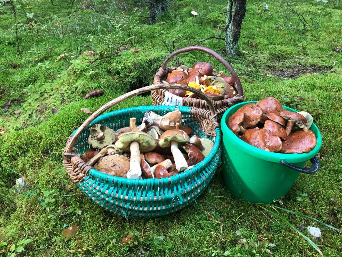 Na Skraju Puszczy Villa Hajnówka Eksteriør bilde