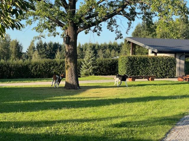 Na Skraju Puszczy Villa Hajnówka Eksteriør bilde
